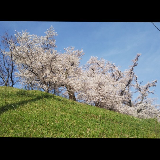 映画のシーン・・桜の風景🌸