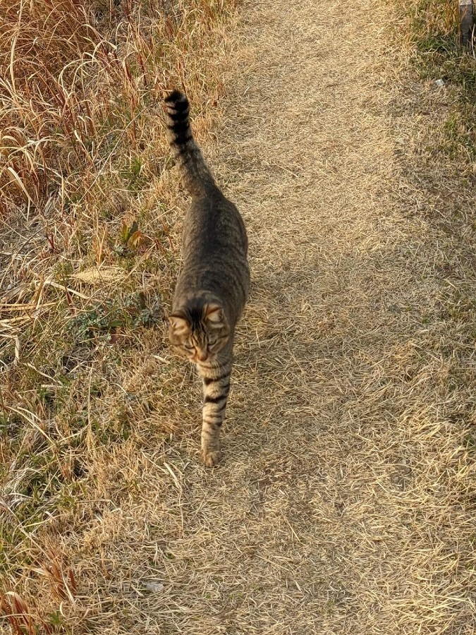 将軍！ノラ猫