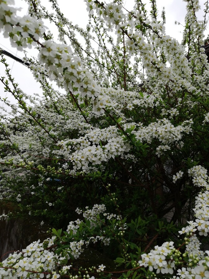 春、満開の花!!🐭