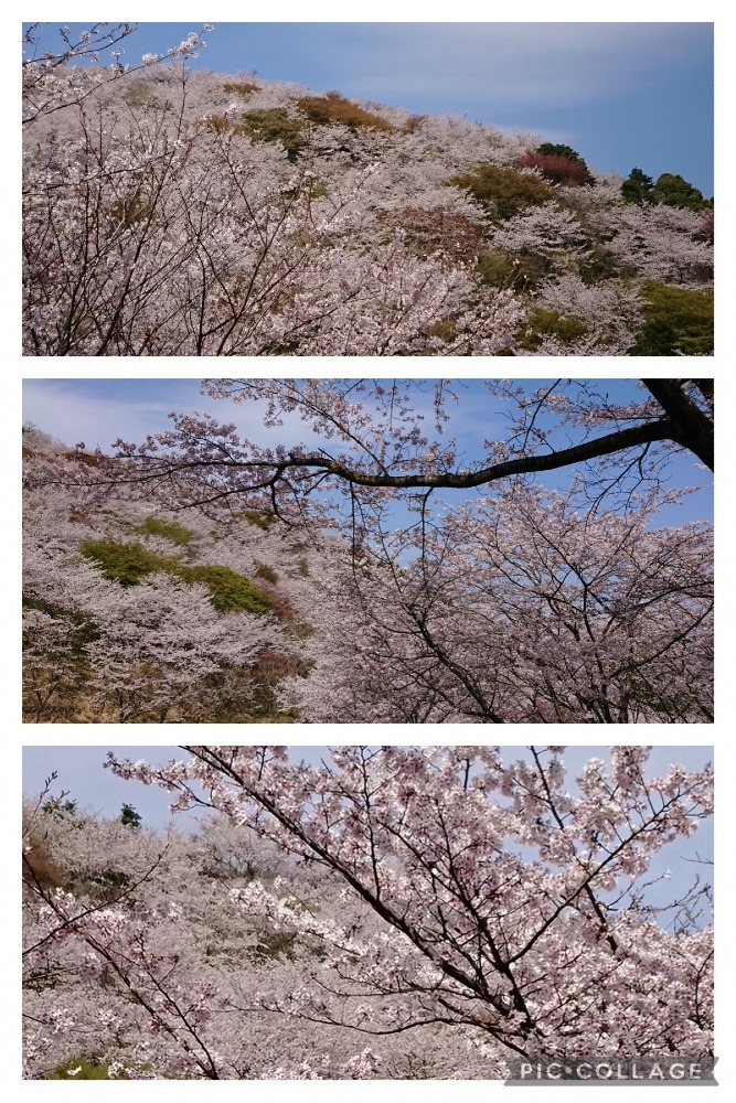 日南『花立公園』の桜🌸