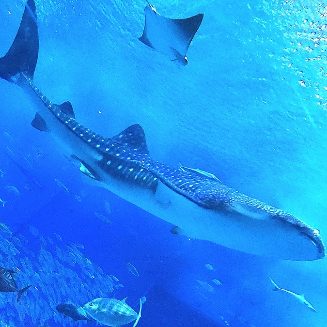 沖縄美ら海水族館