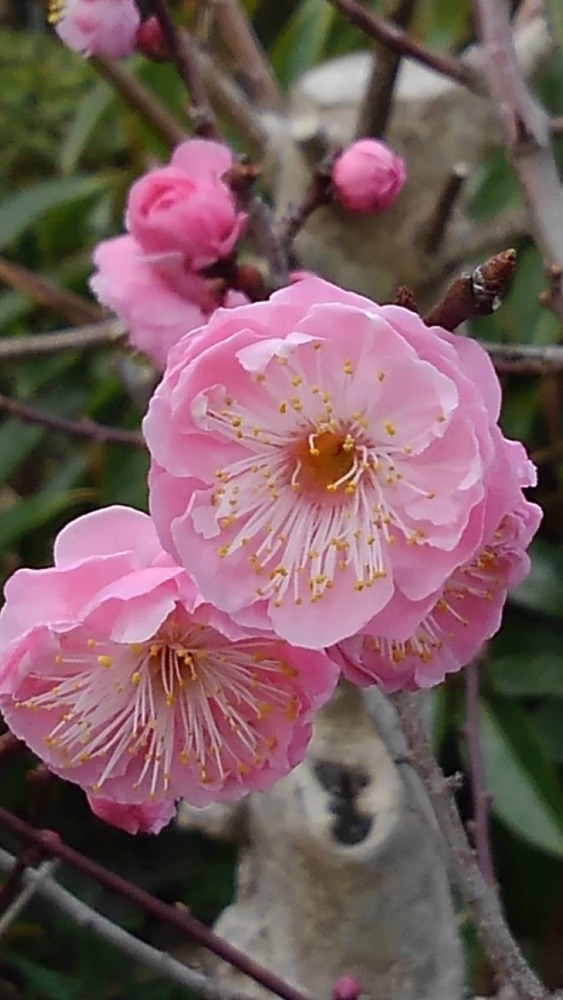 ✨可愛い桃の花✨