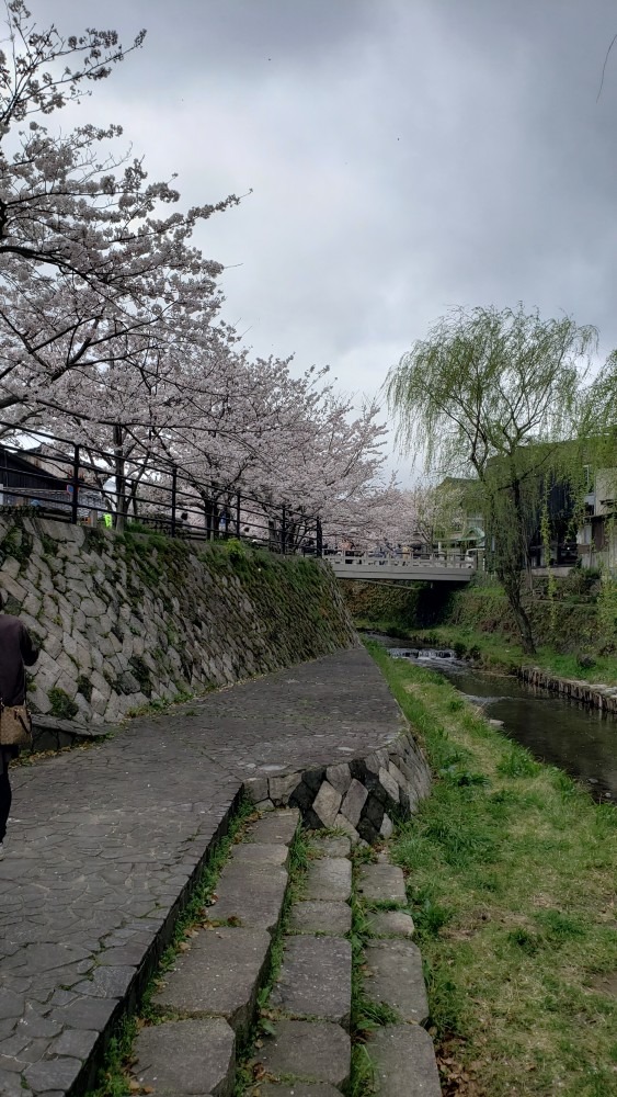 一の坂川の桜