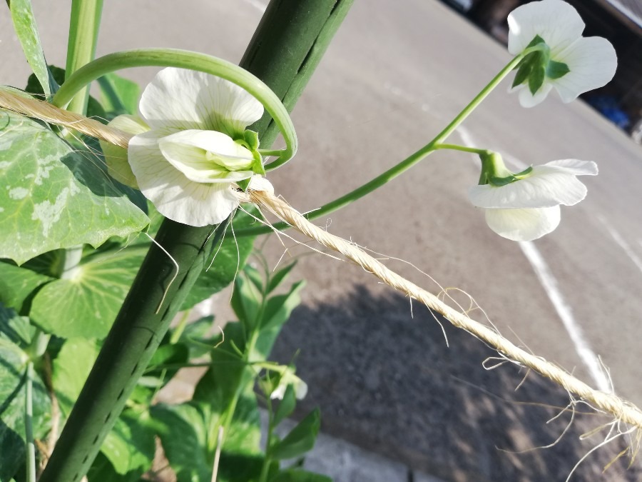 この花🌷何の花かな〜??