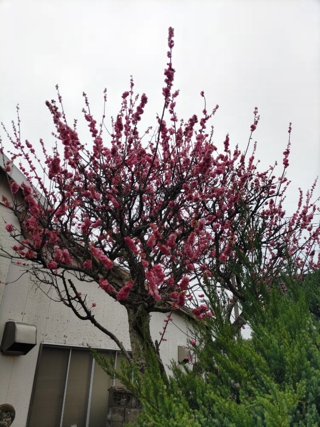 春です。
