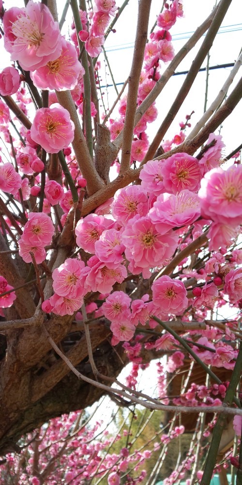 梅が満開です🌸