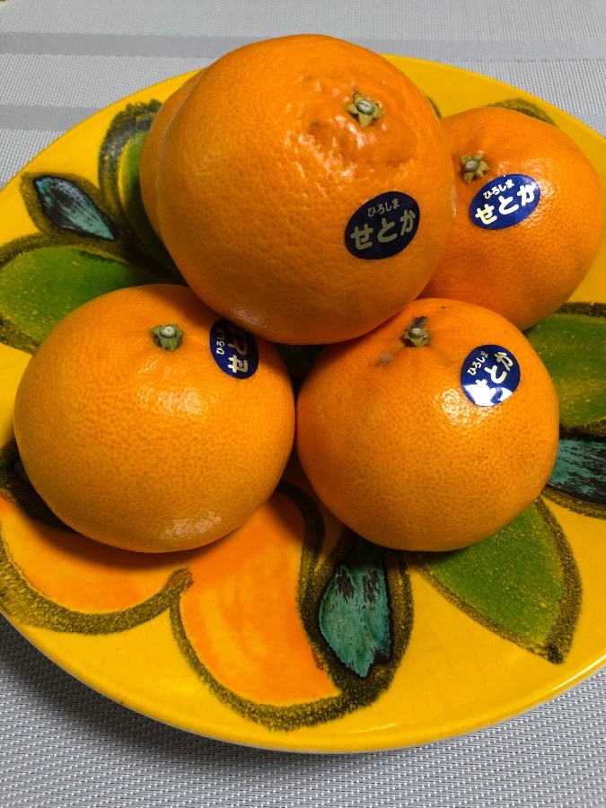 🍊瀬戸田のせとか🍊