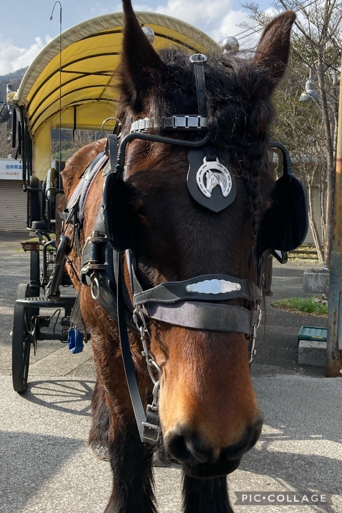 ベルギー🇧🇪から来たんだよ