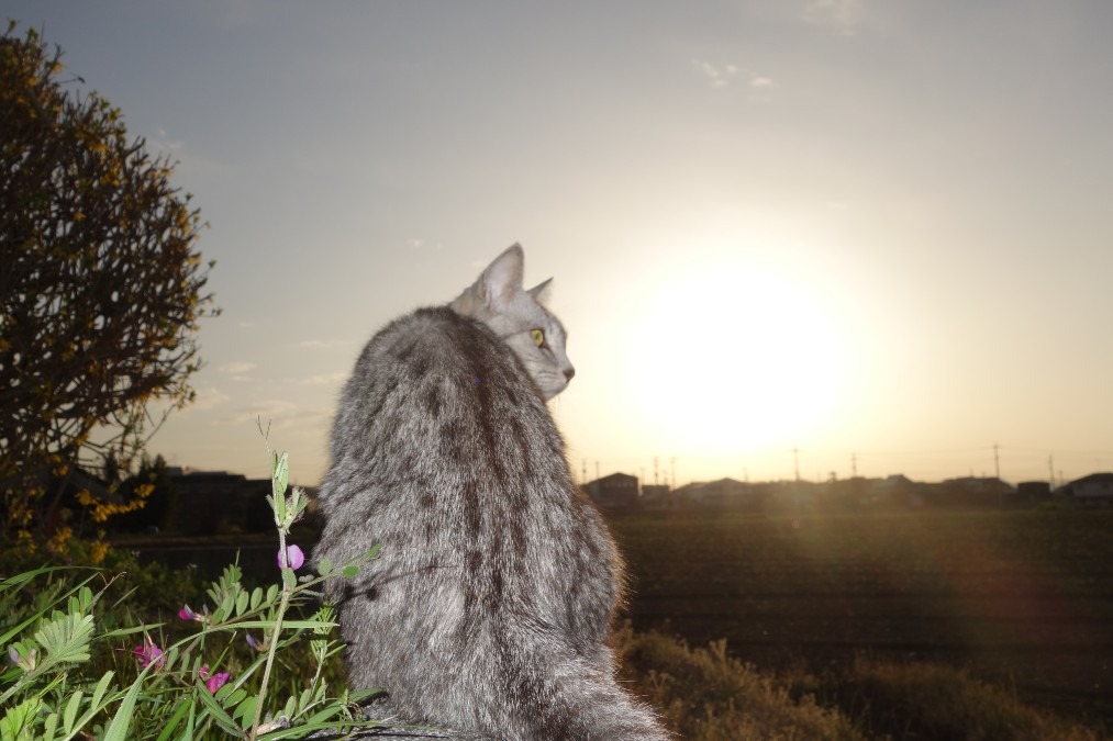 見返り美猫参上。流し目キラリ！