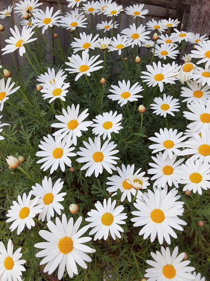 花倶楽部