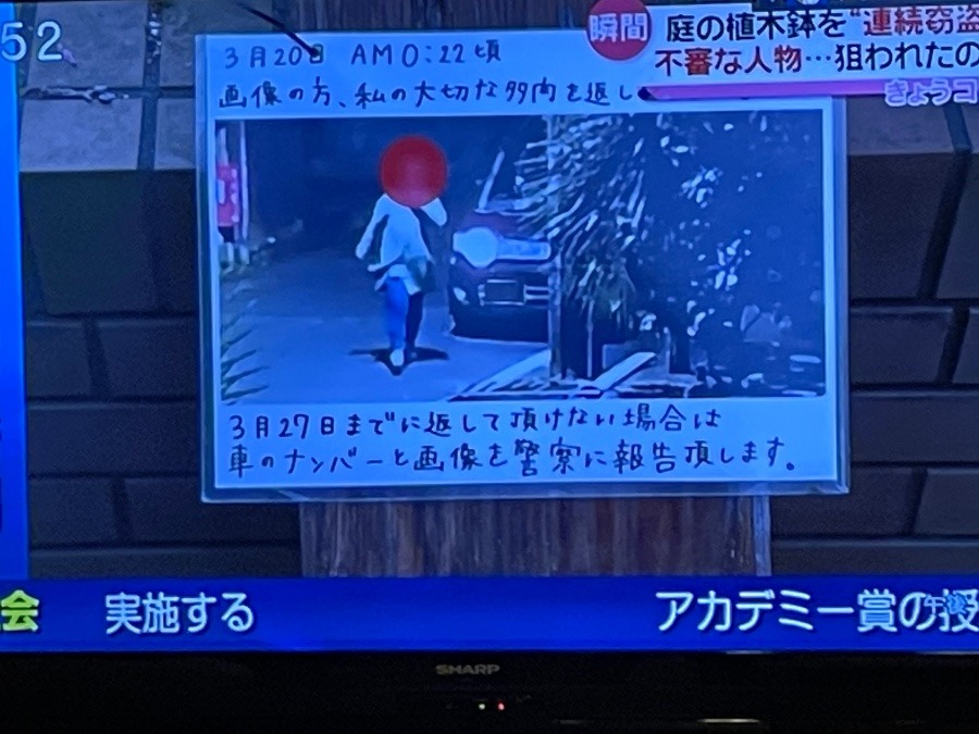 流行りの「多肉植物」盗難ニュース！！