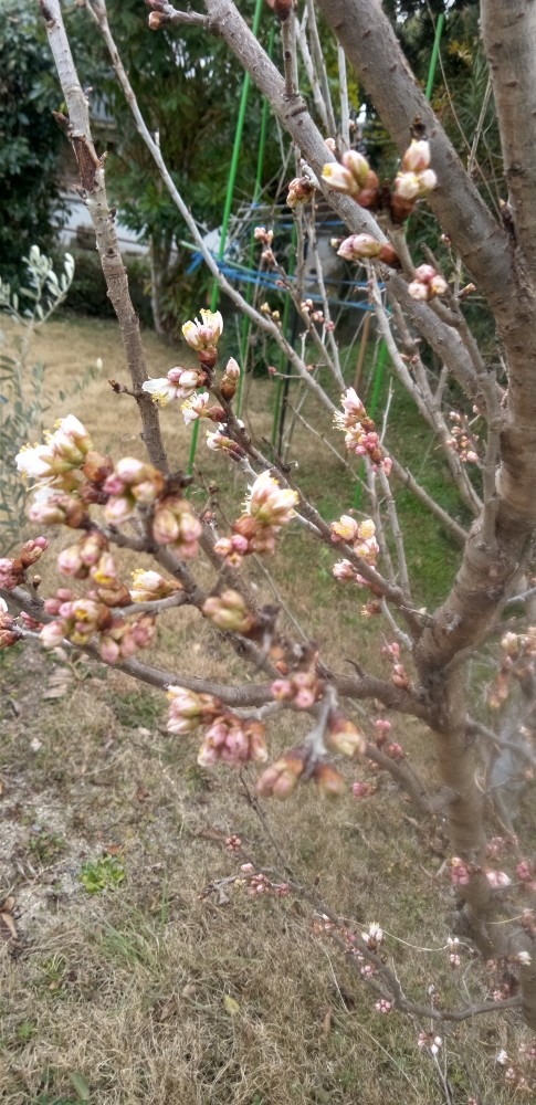 さくらんぼ🍒のつぼみ