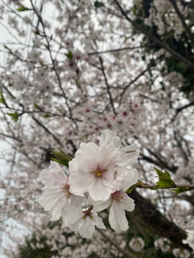 花倶楽部