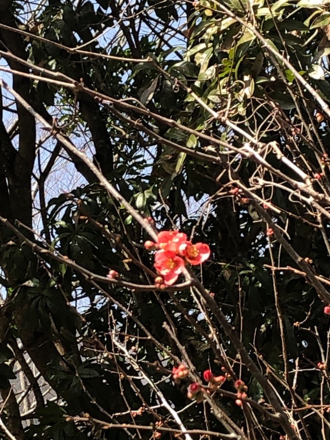 久しぶりにボケの花を見ました､やはり自然の中咲いてる花は味わいがありますね‼️