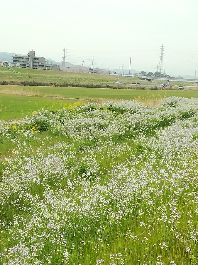 土手の風景