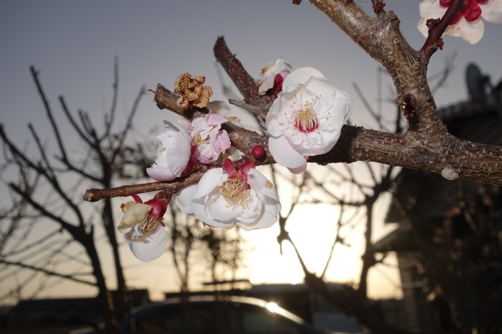 我が家の花梅さん、咲きました。