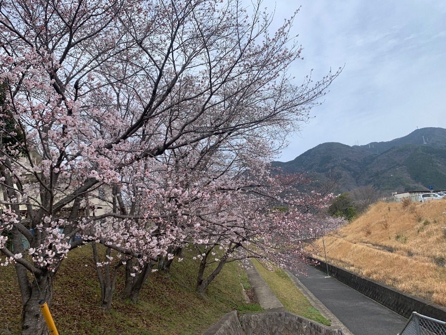 桜🌸グッズ集め