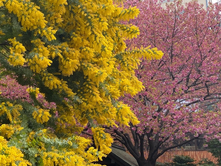 ミモザと桜の映え神社