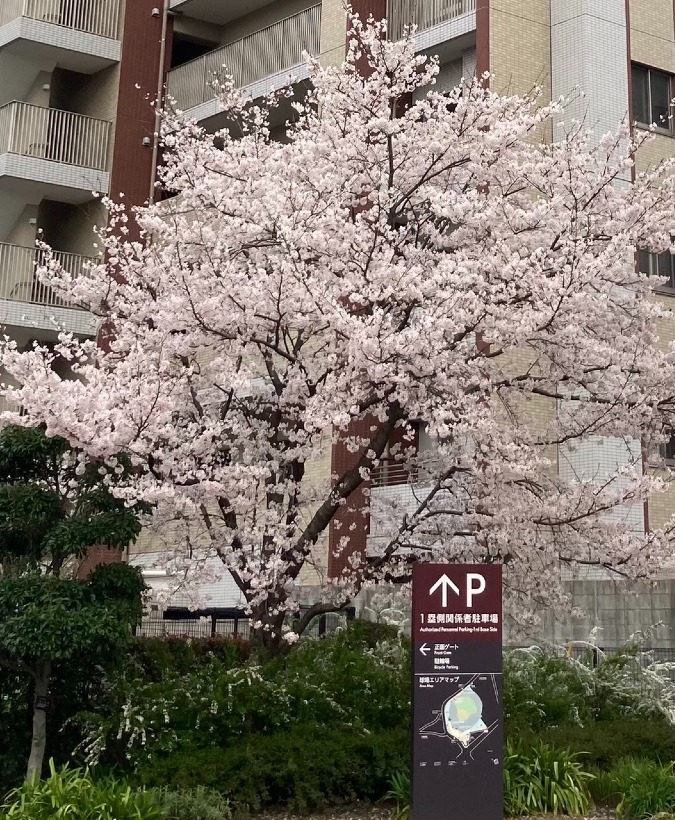 桜満開