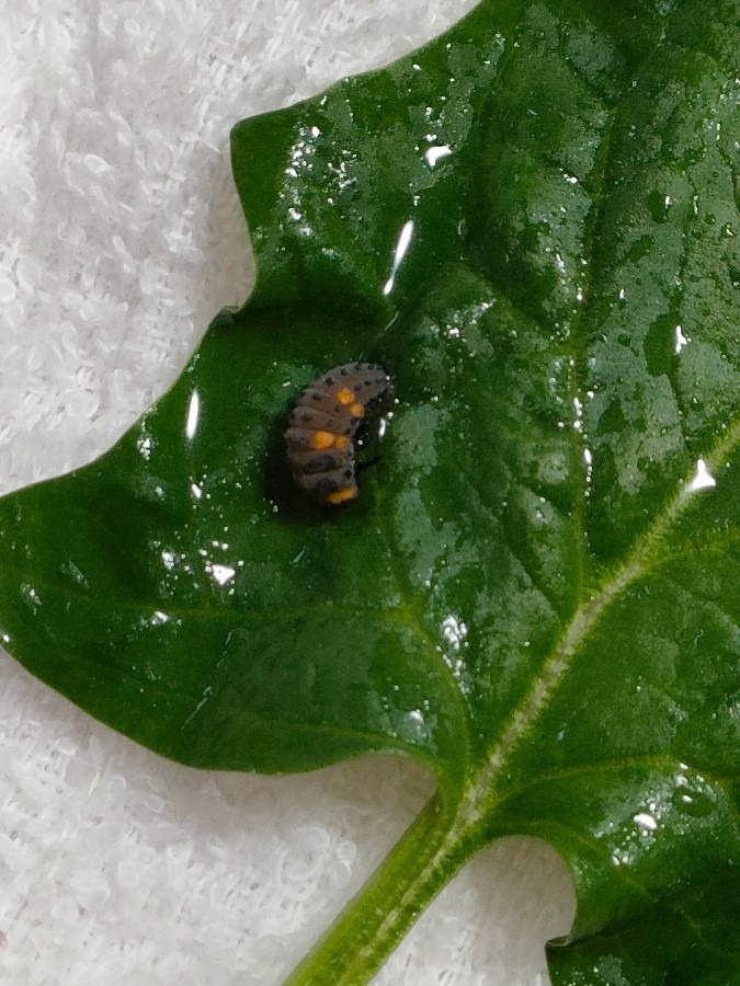 ほうれん草にテントウムシ🐞の幼虫