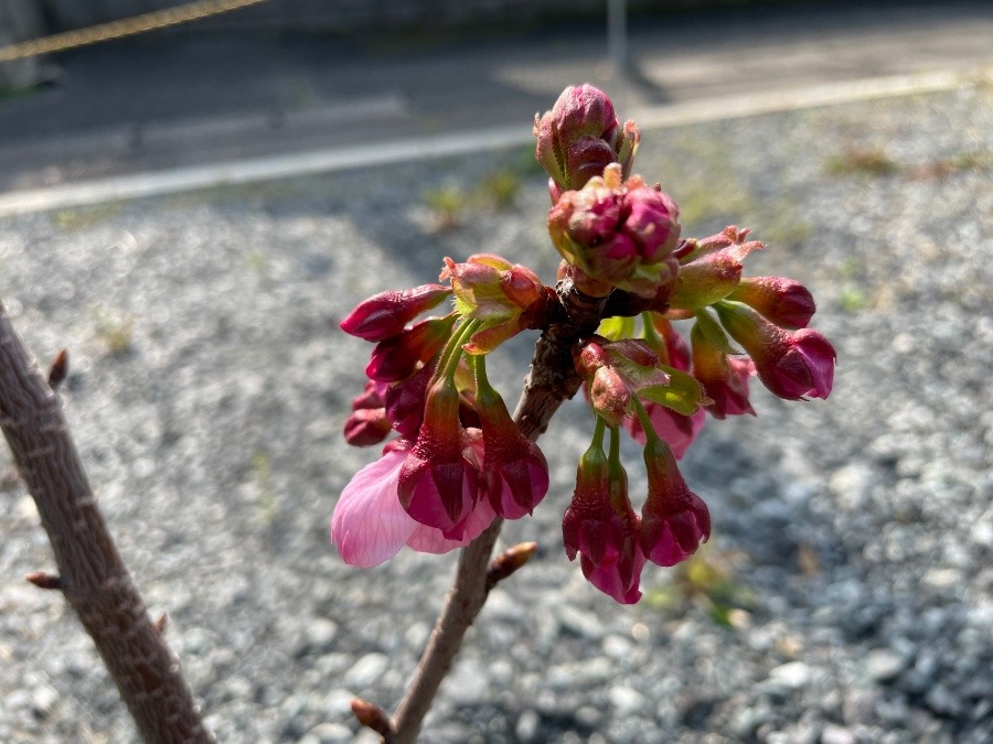 自宅の花 咲くかな？