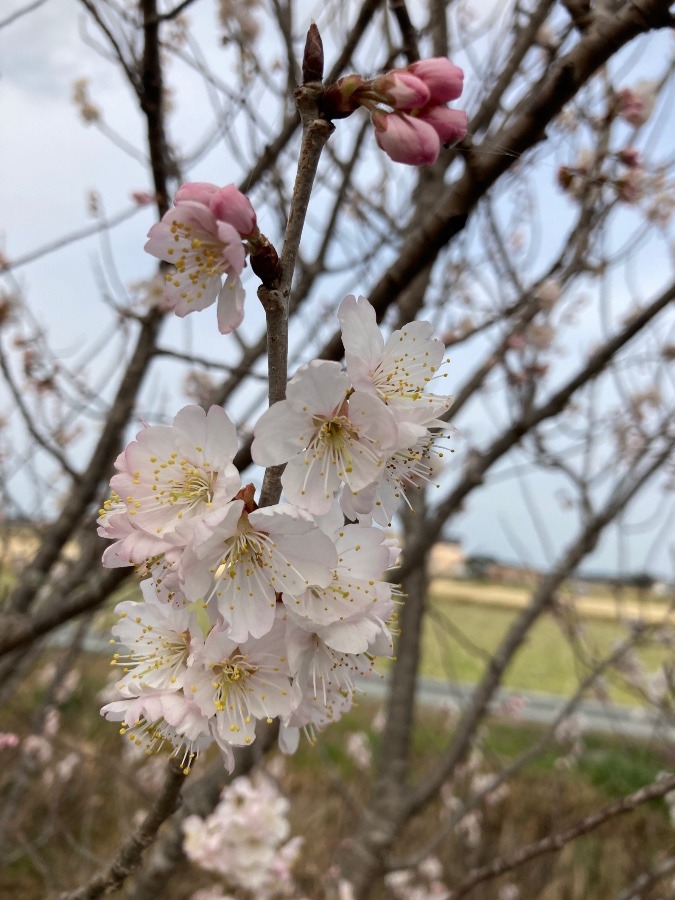 さくらんぼの花😊