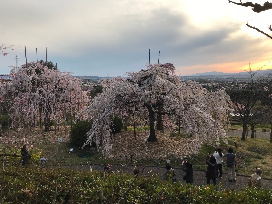宇治植物園の枝垂れ桜🌸