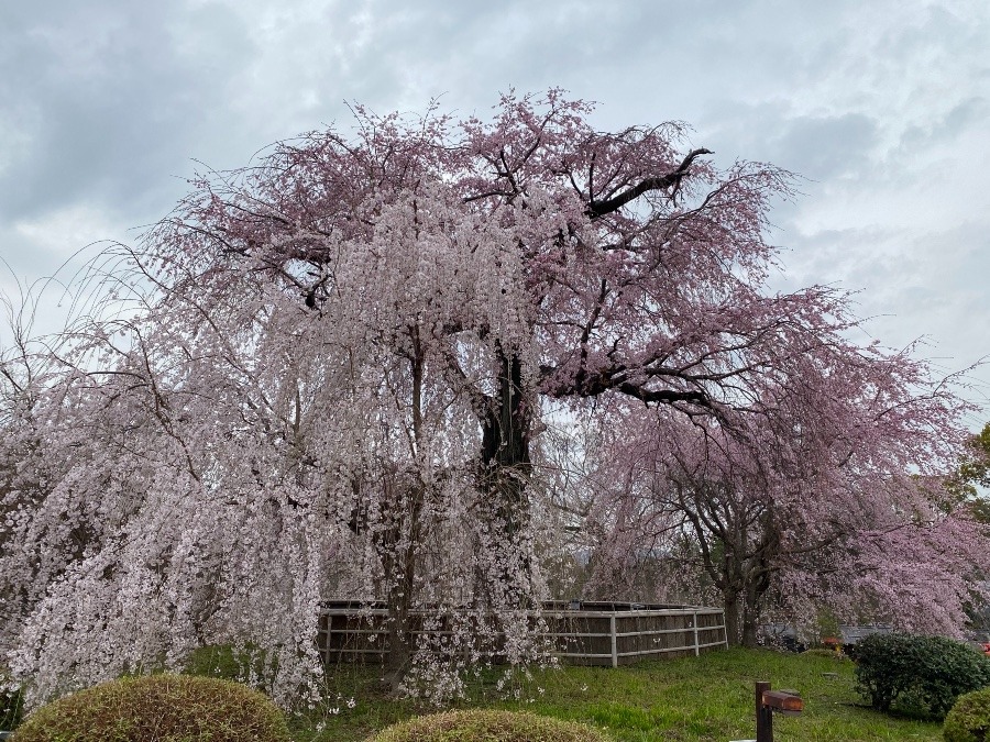 枝垂れ桜