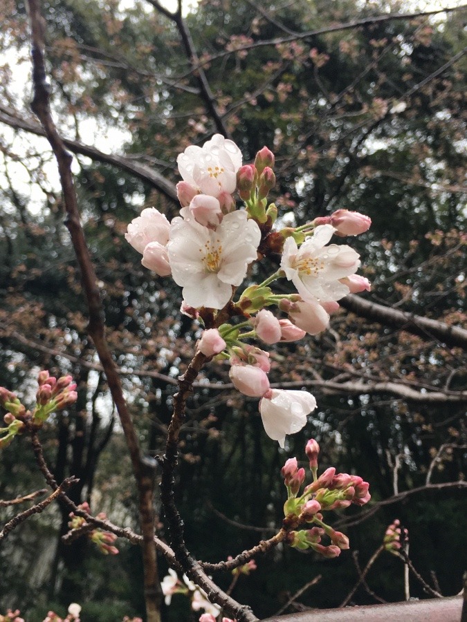 🌸桜咲き始め✨✨🌸🌸