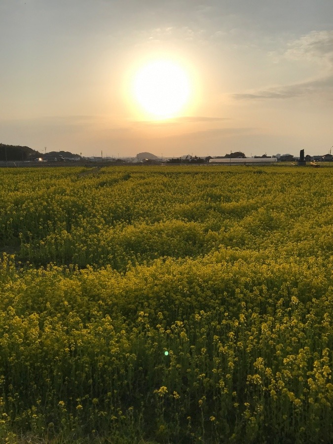 ✨菜の花畑と夕日✨