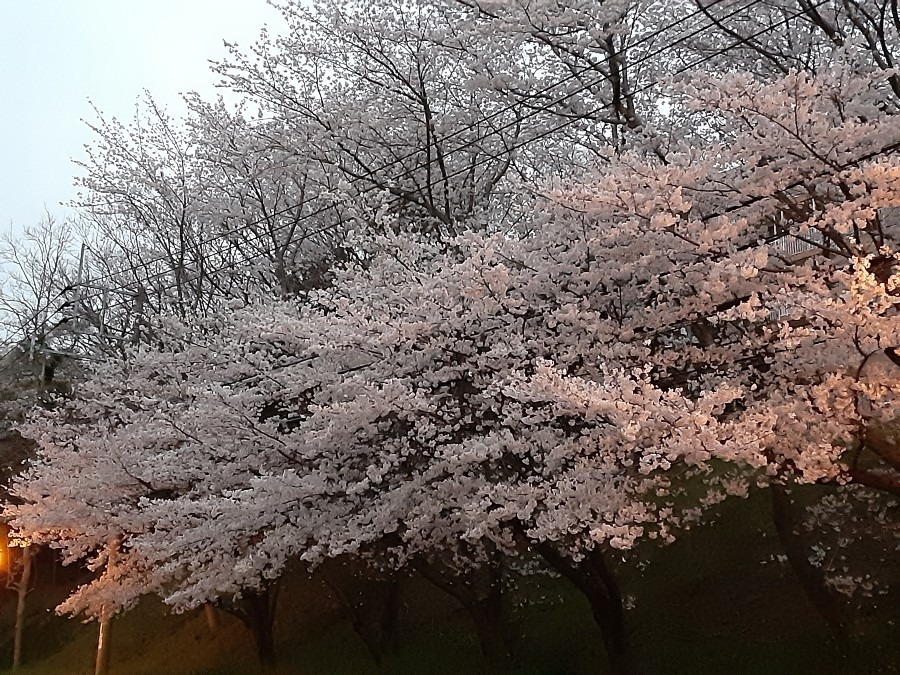 花倶楽部