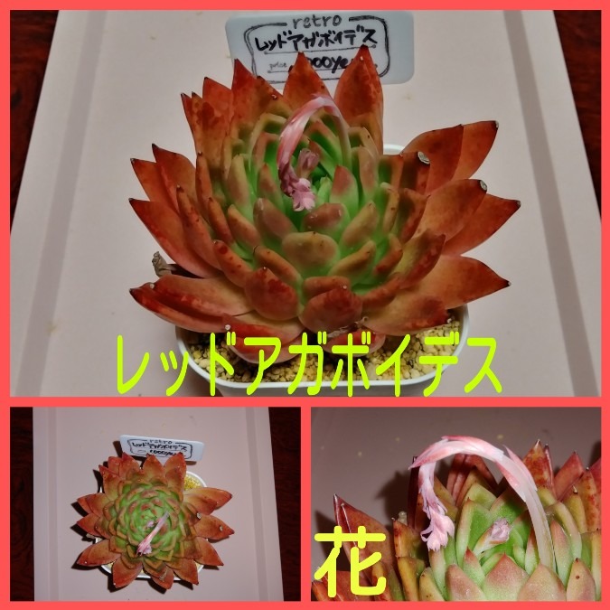 🌱家の多肉達🤗　レッドアガボイデス💖