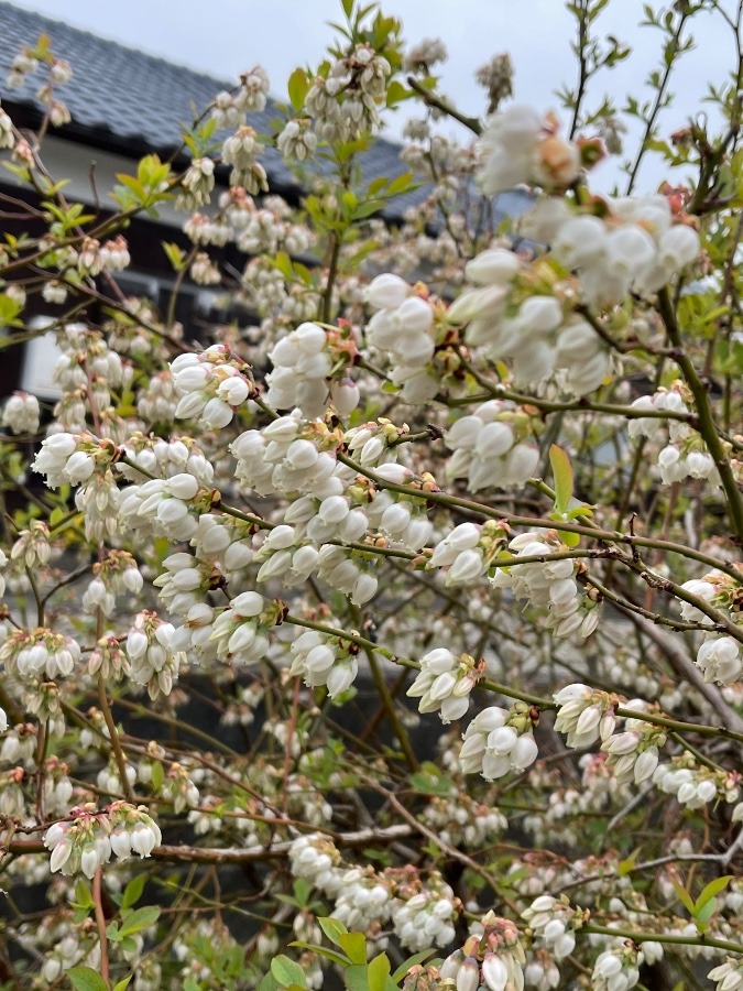 何の花でしょう❓