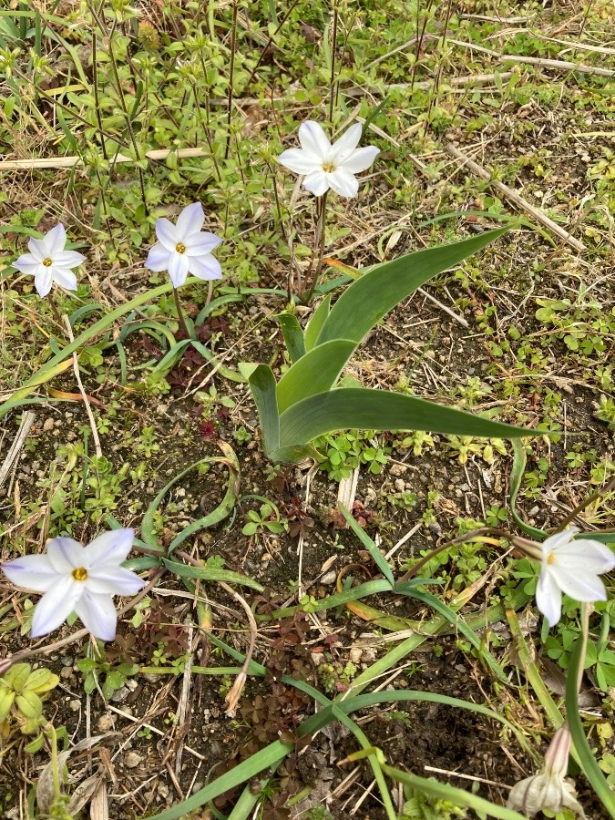 可愛い🌼