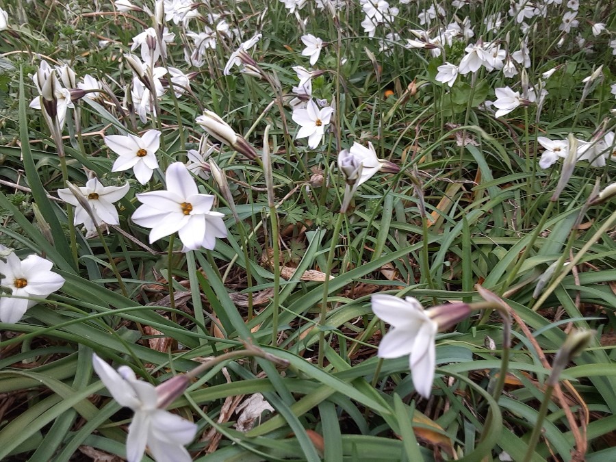 我が家の花