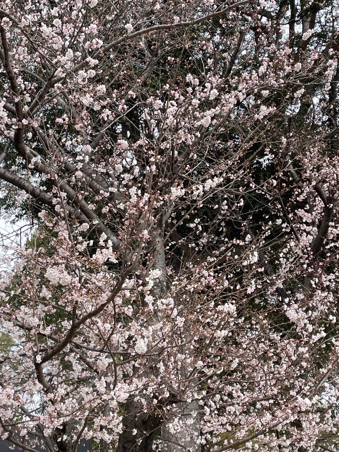 桜満開