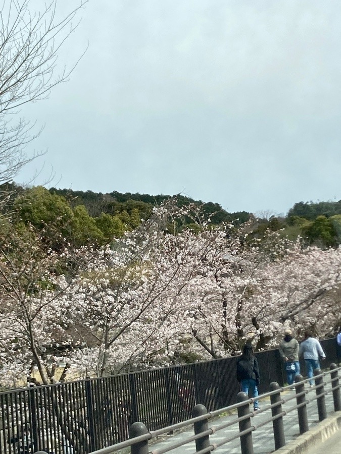 南禅寺の桜❣️