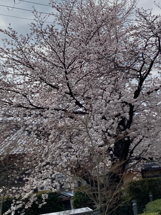近所のお寺の桜❣️