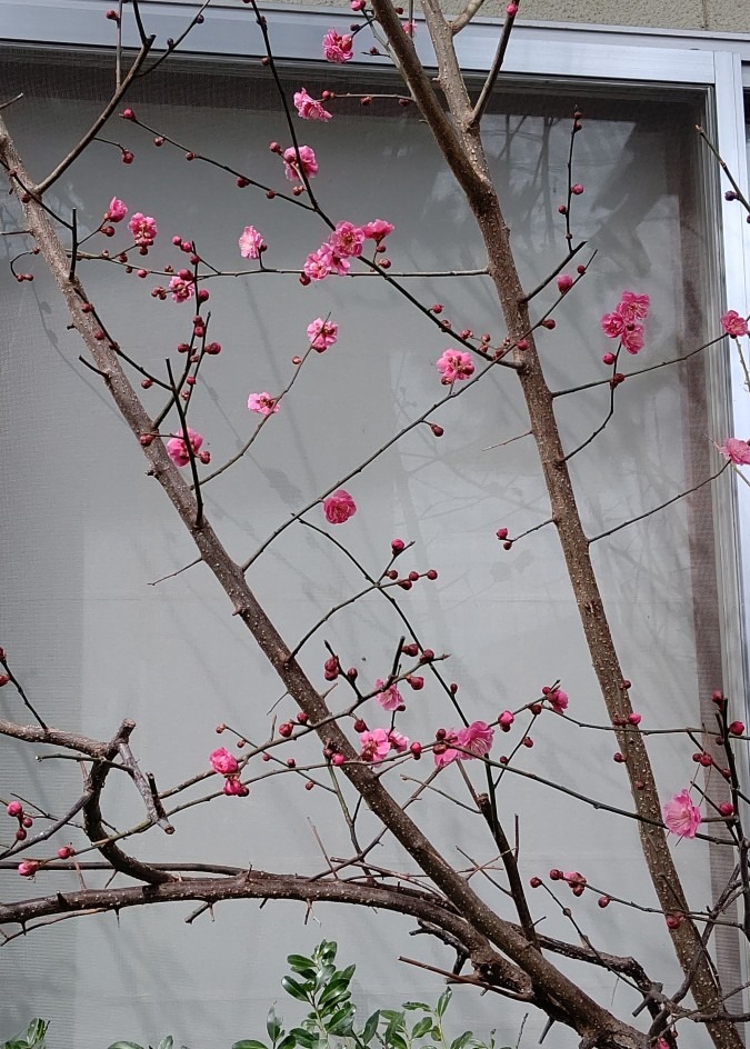 玄関前の梅の花 咲き始め🌺