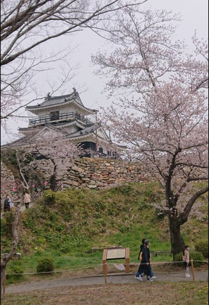 🌸満開と浜松城🌸