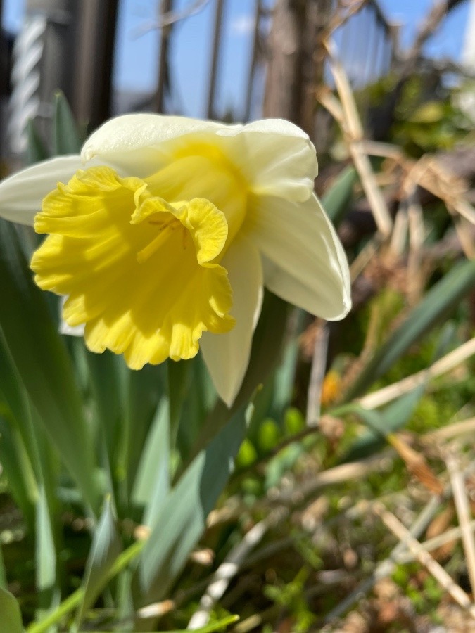 うちの庭の花🌼