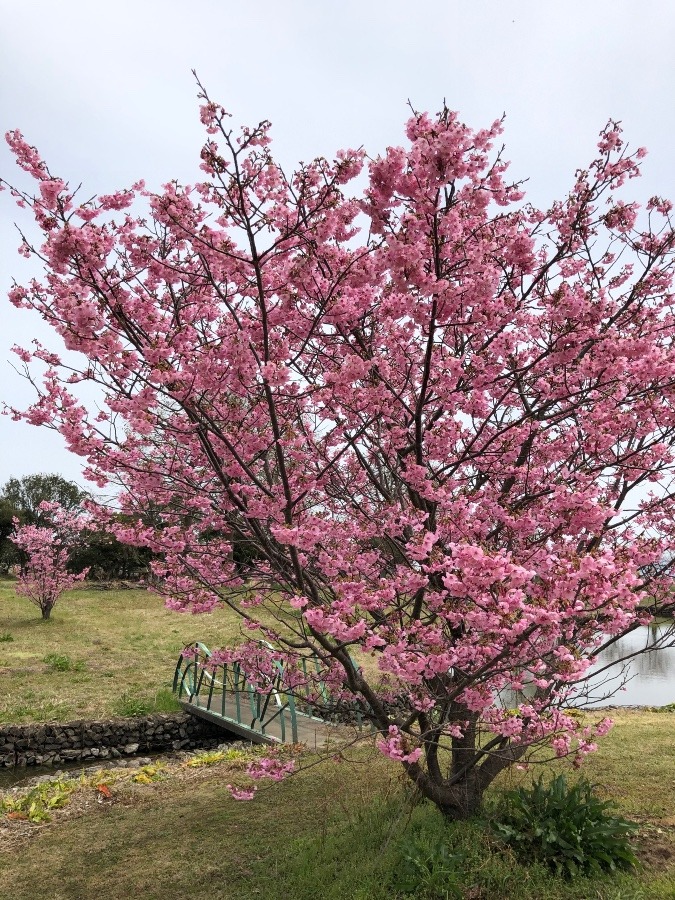 陽光桜