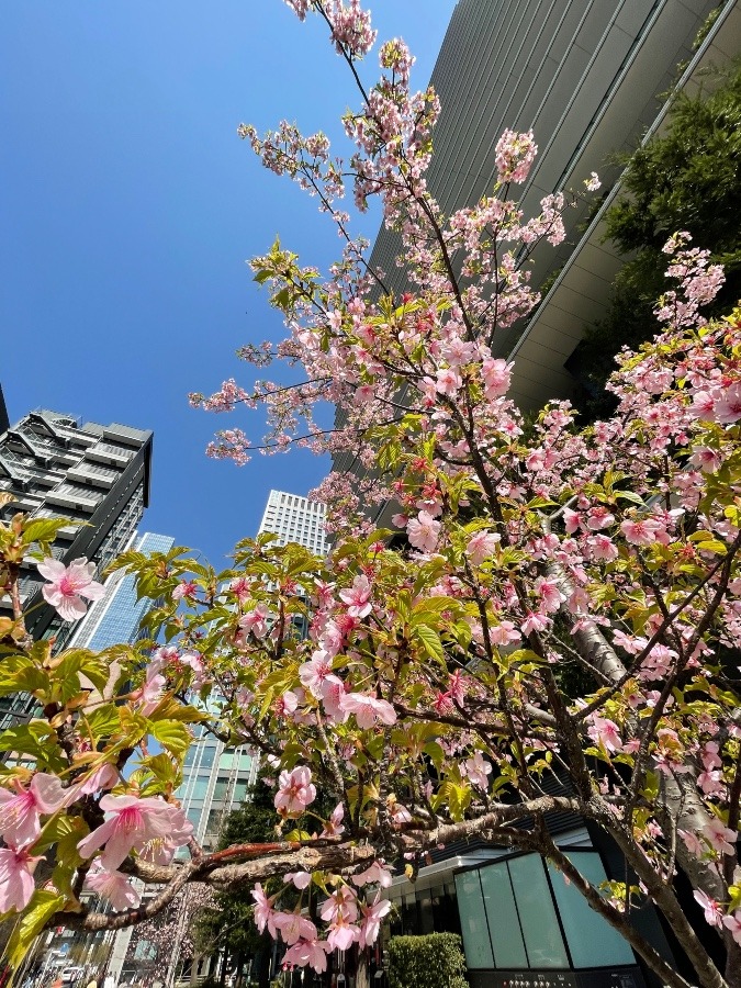 東京もいよいよ「春」