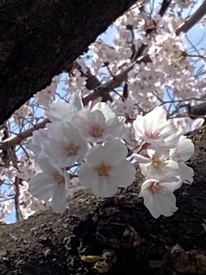 🌸いよいよ春が😊🌸🌸✨✨