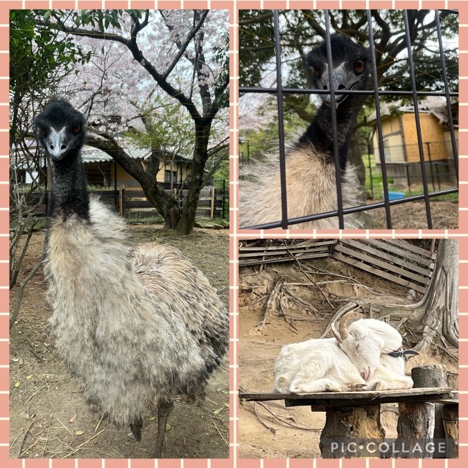 今日の宮ZOO