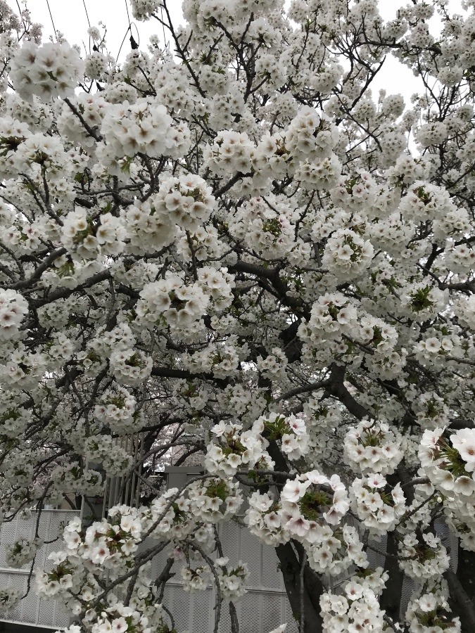 ✨白の桜✨