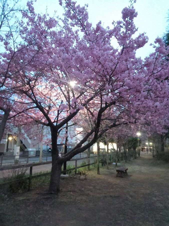 河津桜　満開