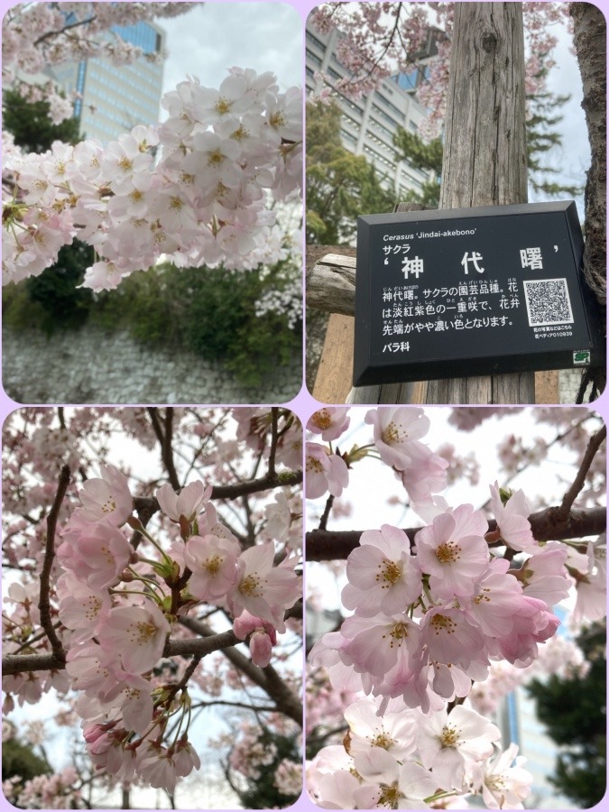 満開近し🌸🌸