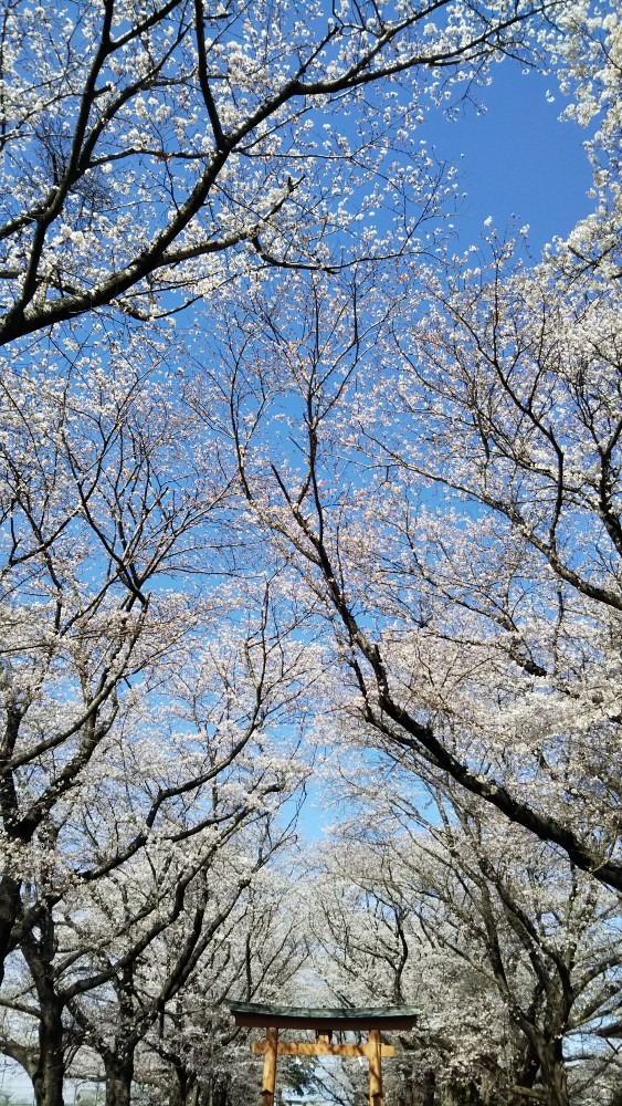 桜並木🌸