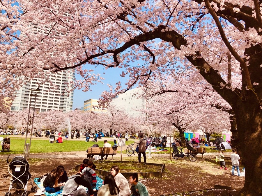 2022.花見